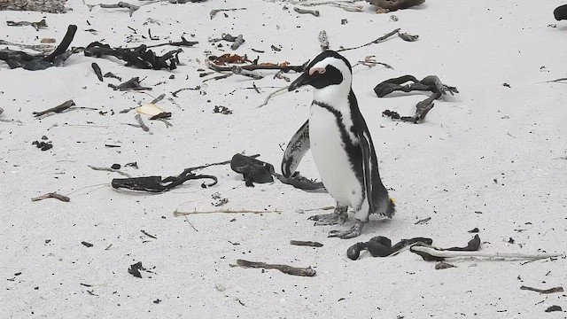 African Penguin - ML655859090