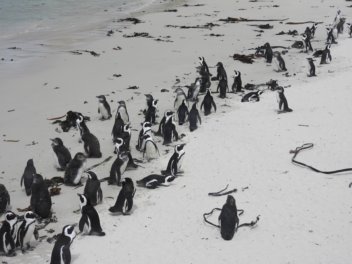African Penguin - ML655859098