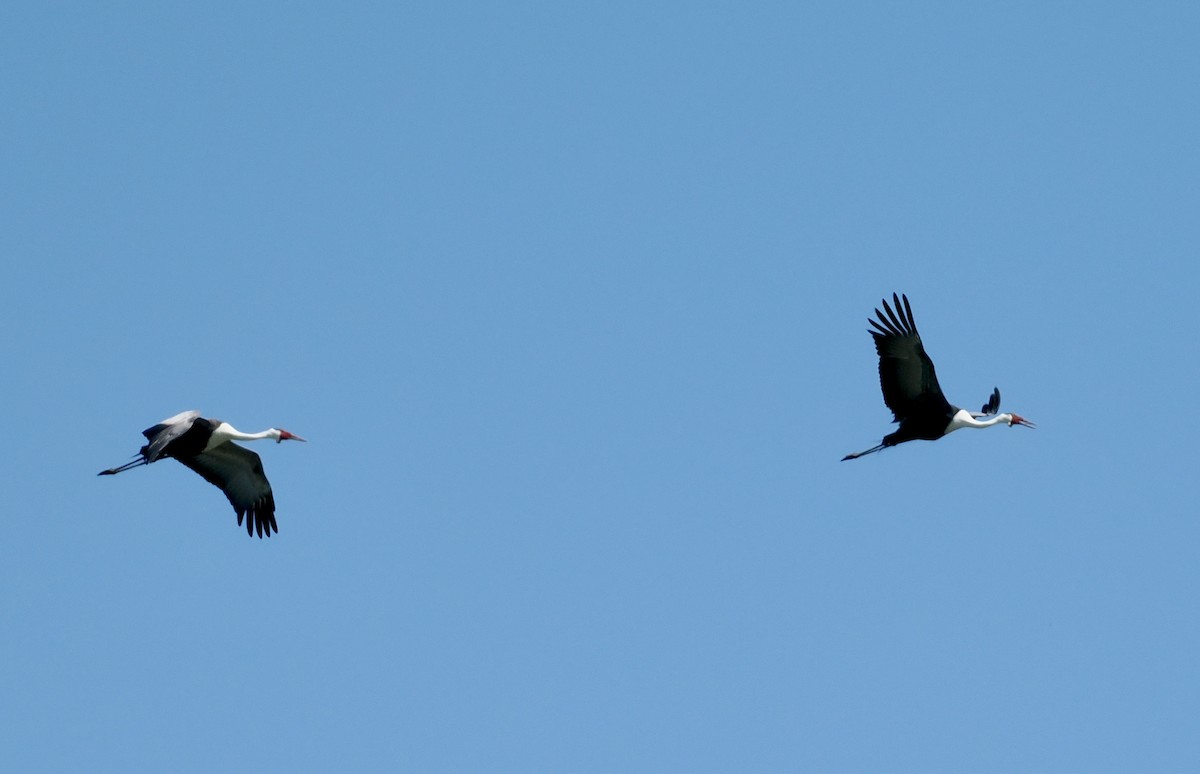 Wattled Crane - ML655859300