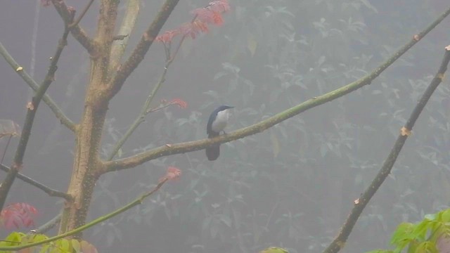 hvitbukspottefugl - ML655859807