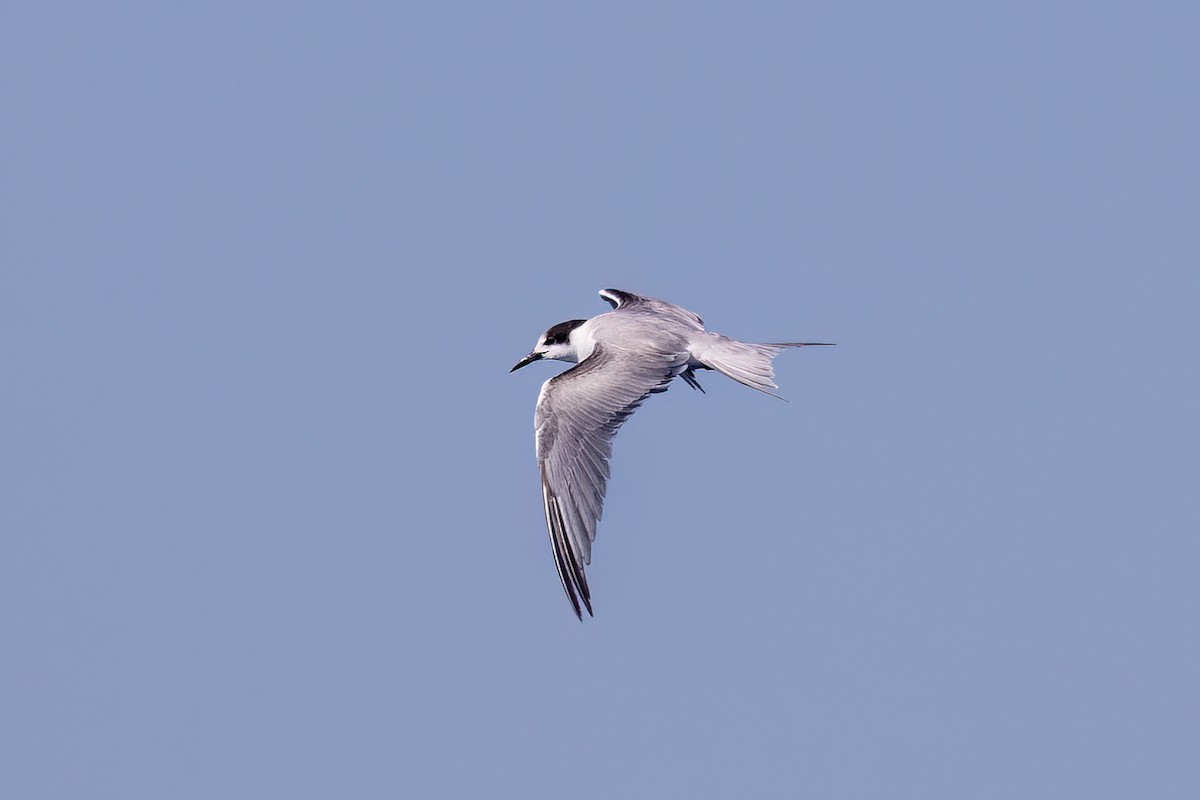 Common Tern (hirundo/tibetana) - ML655861601