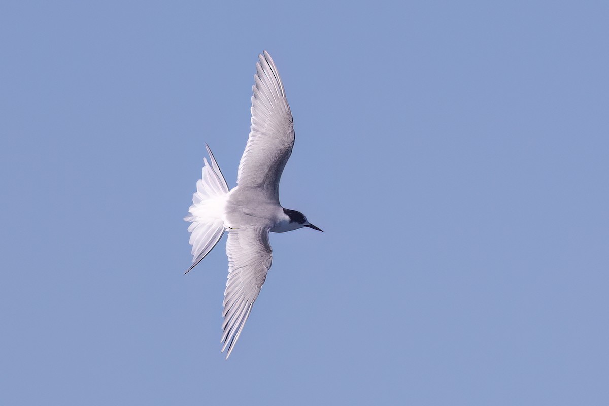 Common Tern (hirundo/tibetana) - ML655861602