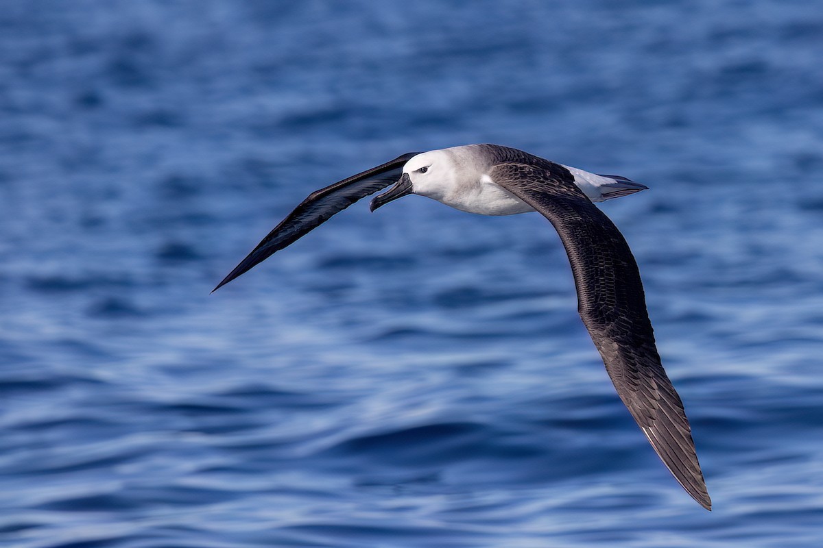 Indian Yellow-nosed Albatross - ML655861606