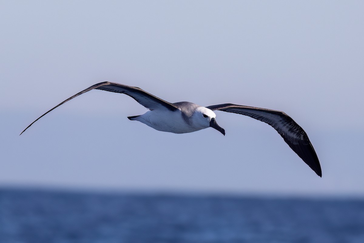 Indian Yellow-nosed Albatross - ML655861607