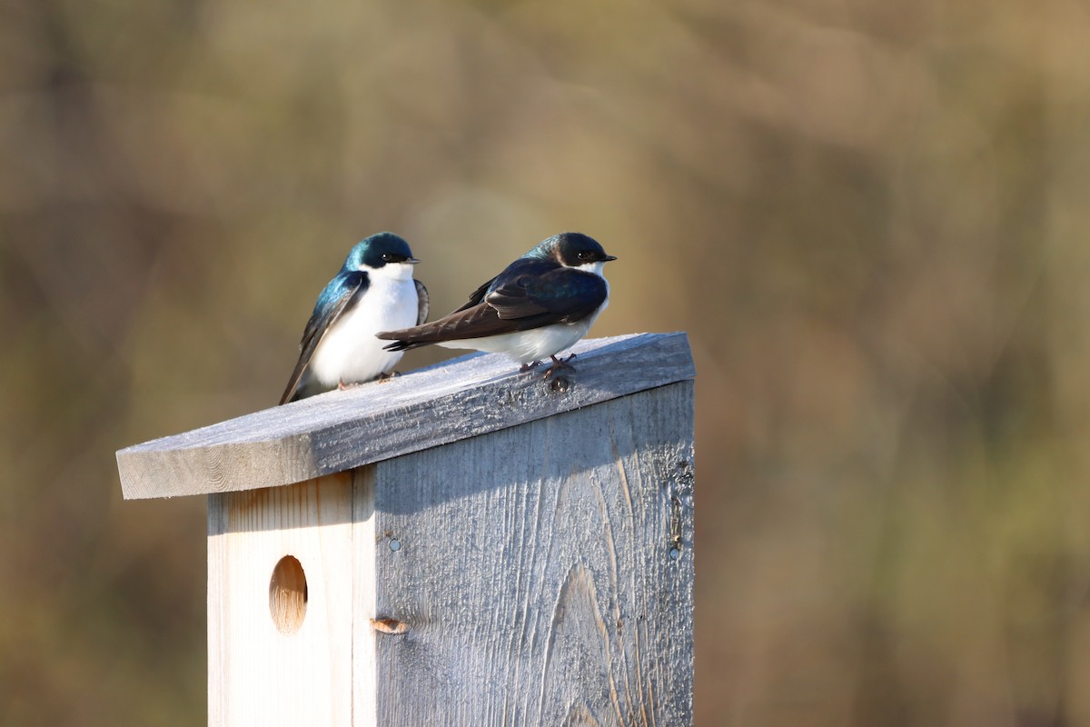 Tree Swallow - ML655861634