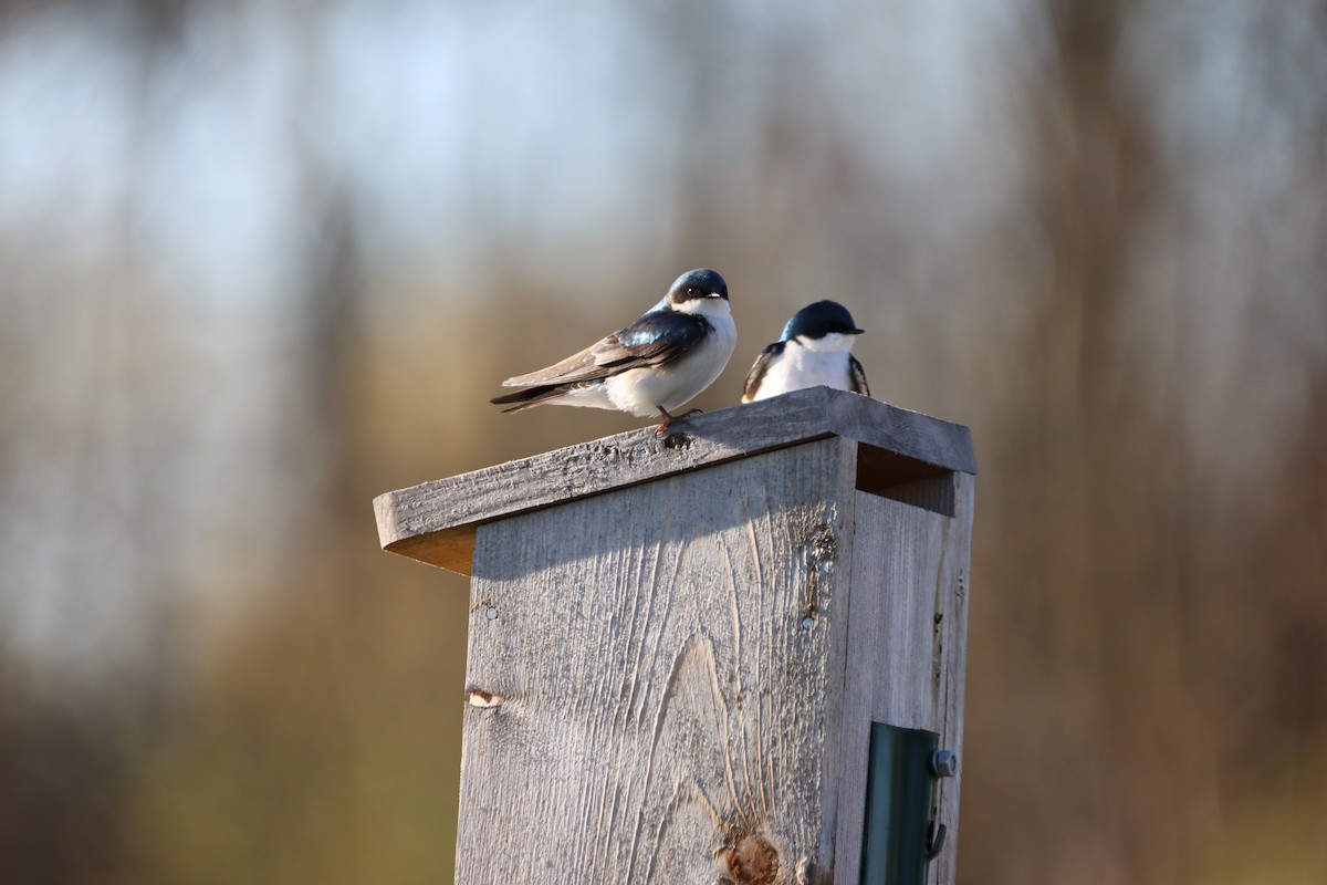 Tree Swallow - ML655861635
