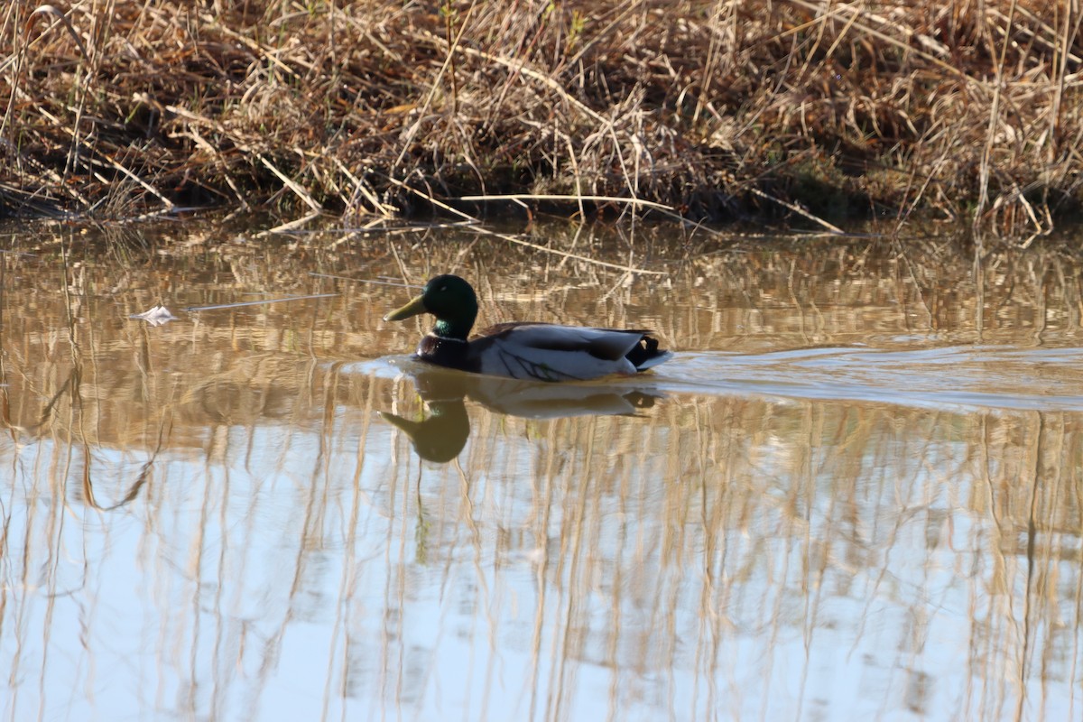 Mallard - ML655861649