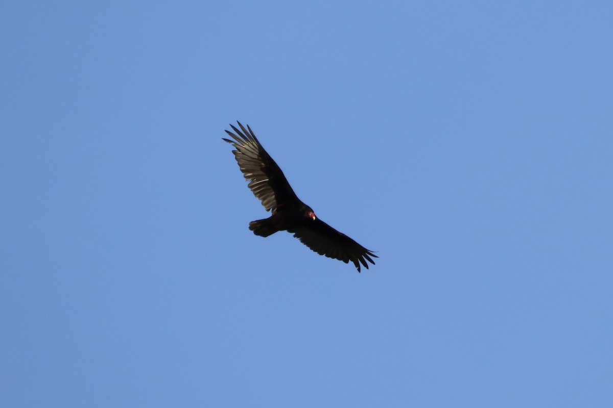 Turkey Vulture - ML655861662