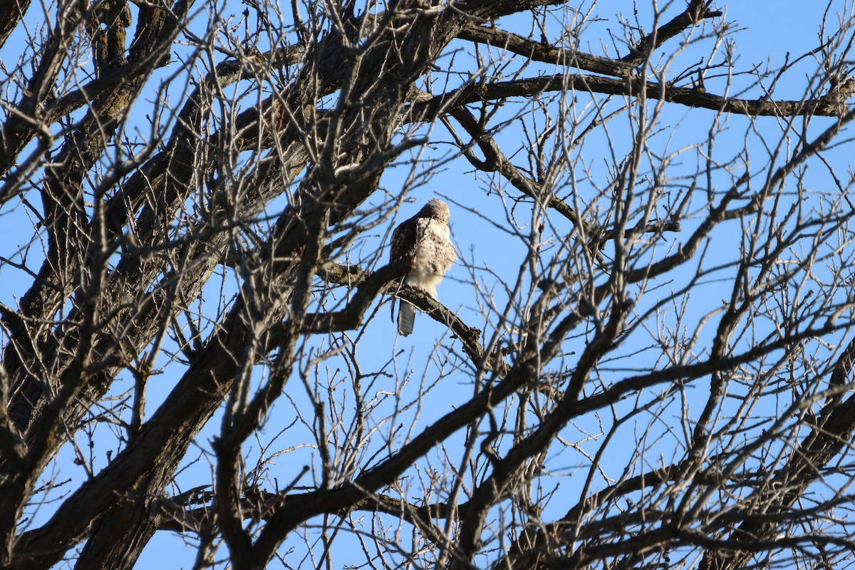 Red-tailed Hawk - ML655861666