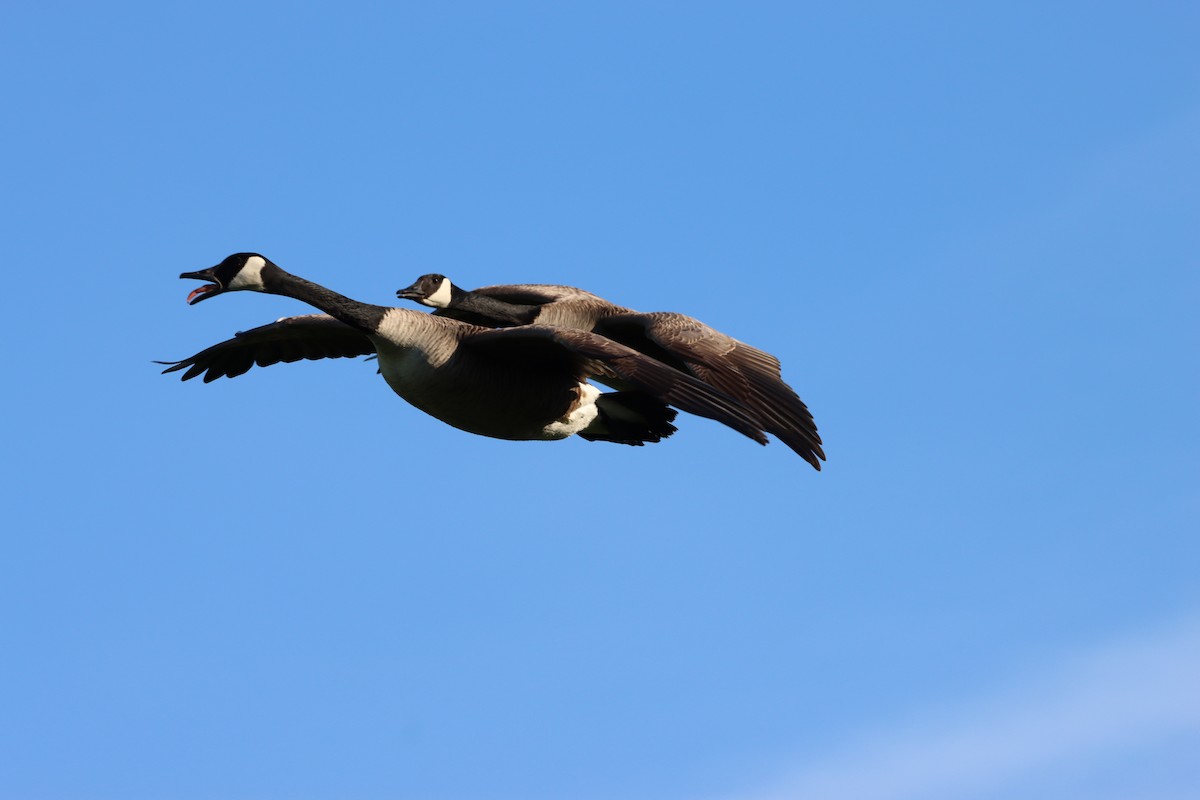 Canada Goose - ML655861683