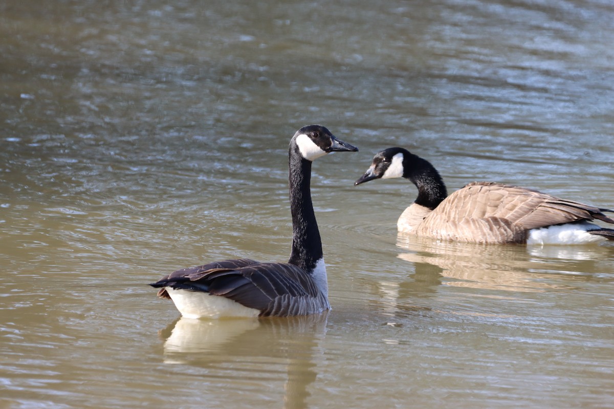 Canada Goose - ML655861692