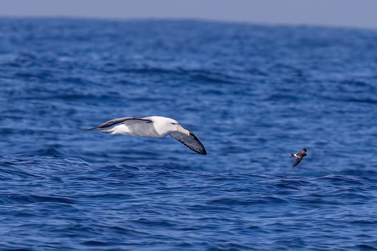 White-capped Albatross (steadi) - ML655861699