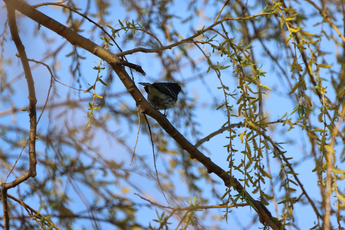 Yellow-rumped Warbler (Myrtle) - ML655861702