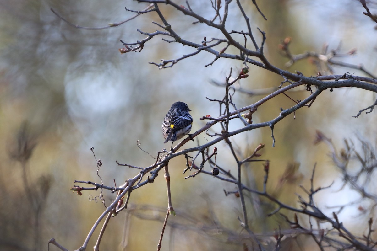 Yellow-rumped Warbler (Myrtle) - ML655861704