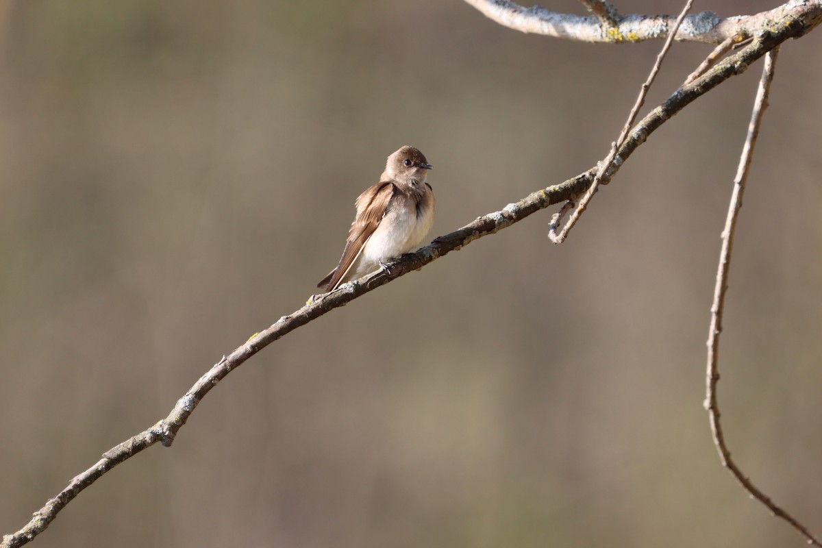 Northern Rough-winged Swallow - ML655861717