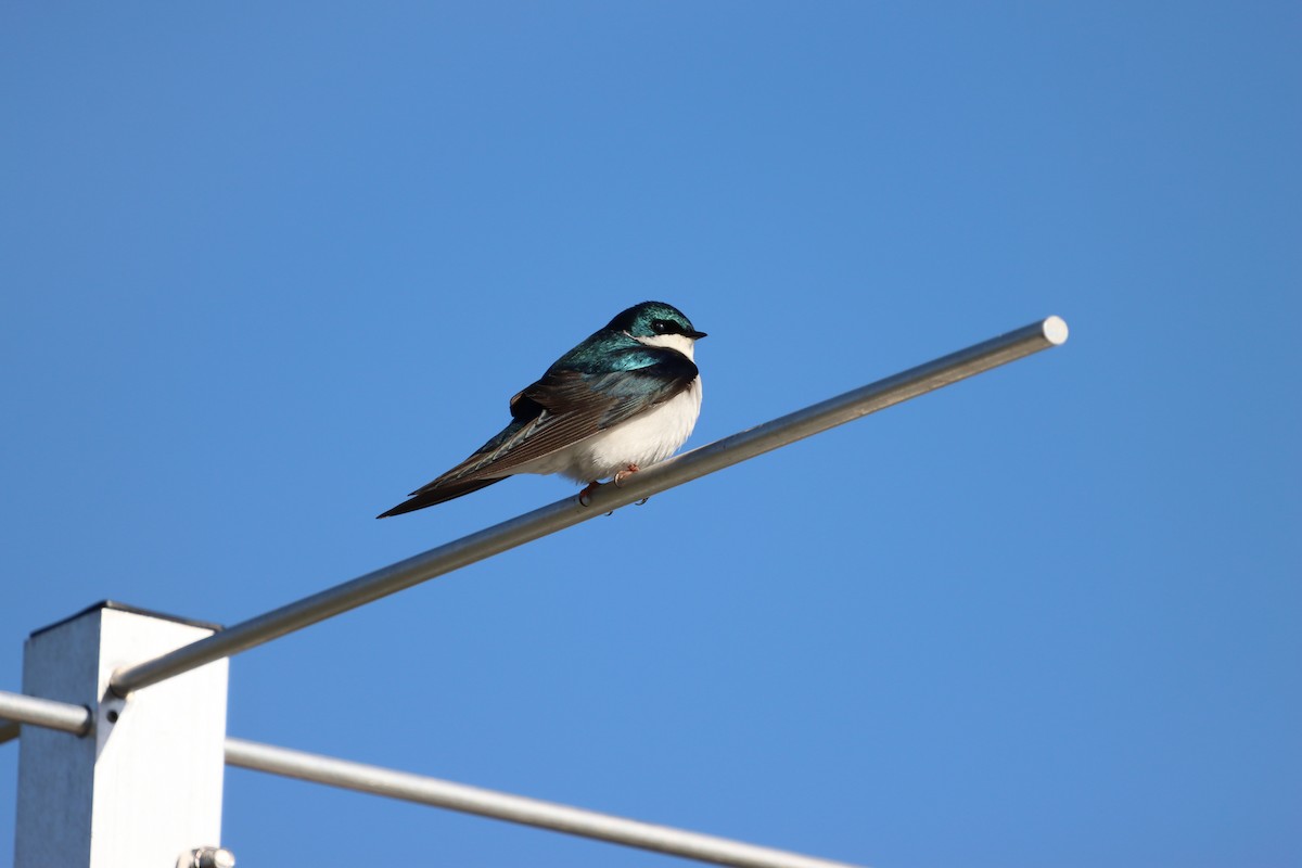 Tree Swallow - ML655861729