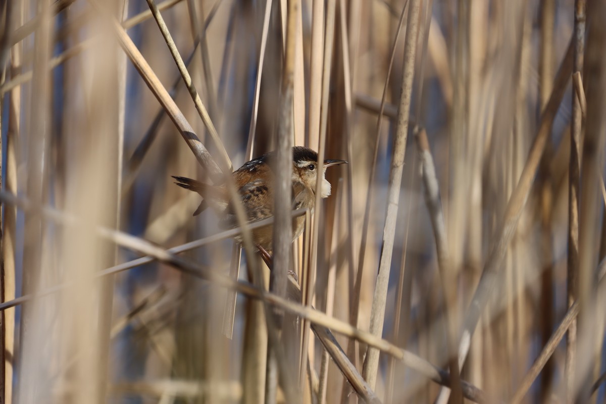 Marsh Wren - ML655861743