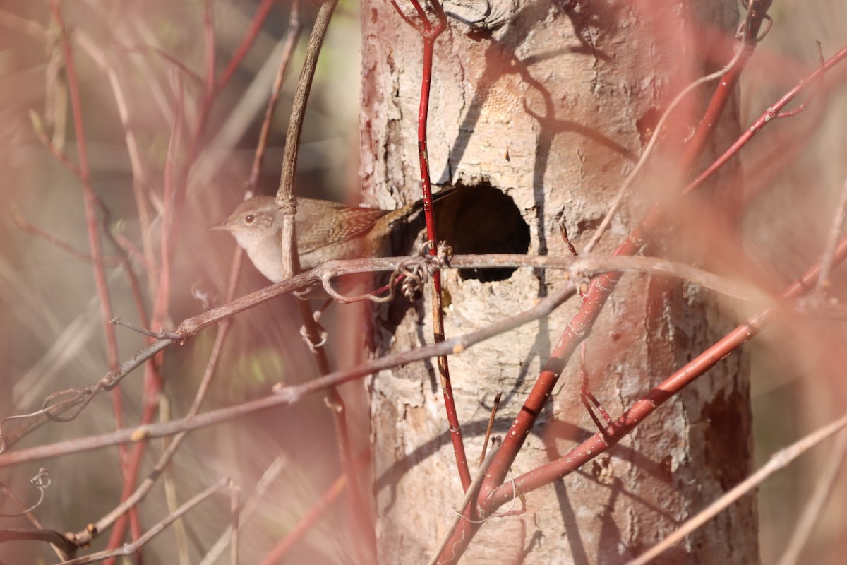 Northern House Wren (Northern) - ML655861751