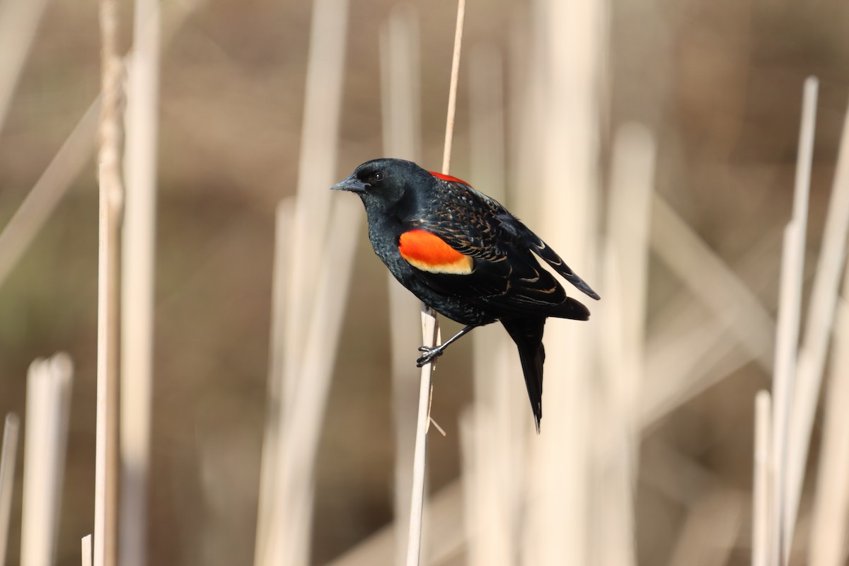 Red-winged Blackbird - ML655861766