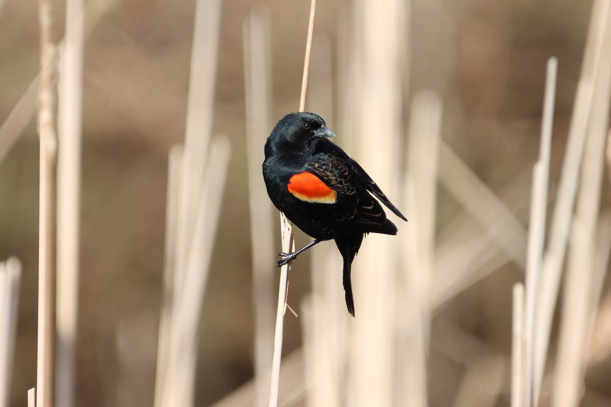 Red-winged Blackbird - ML655861767