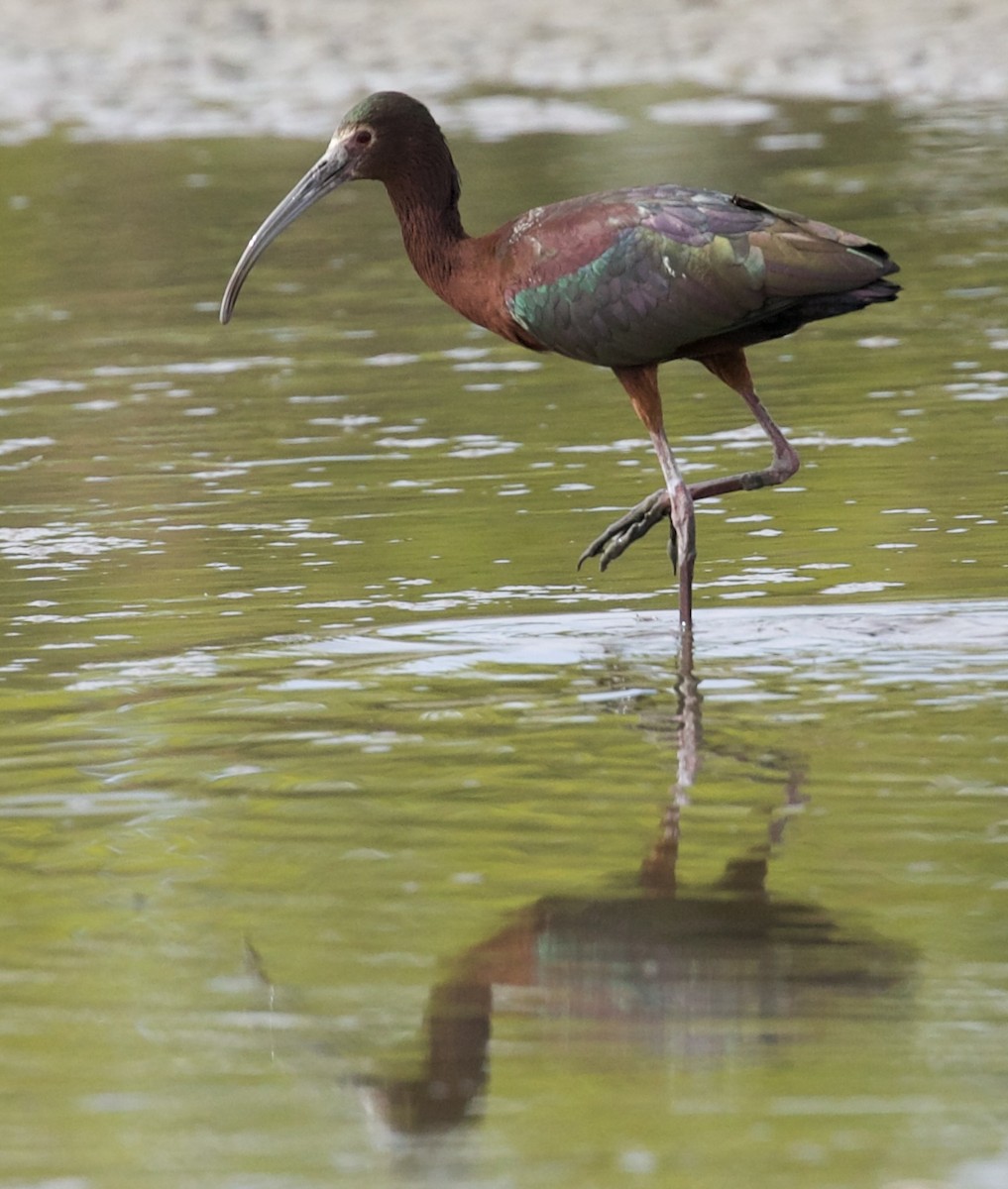 Ibis à face blanche - ML655861838