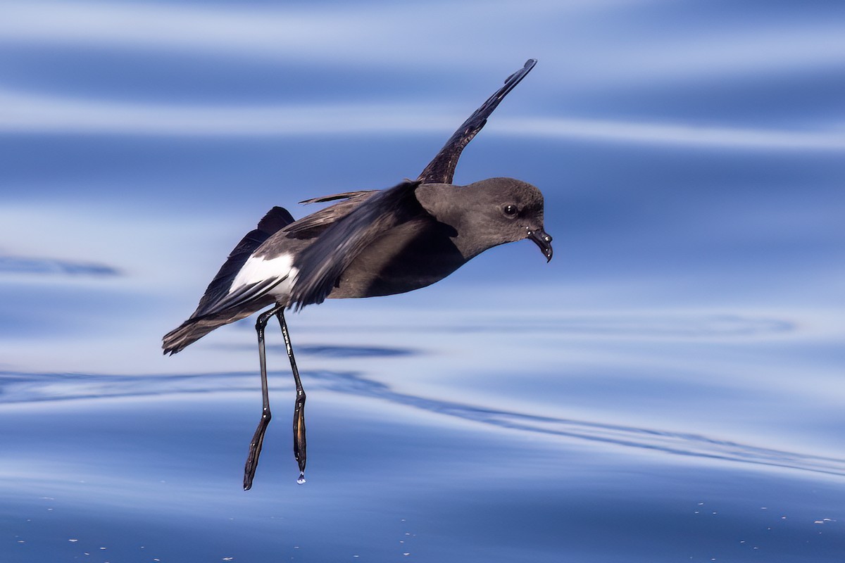 Wilson's Storm-Petrel (Wilson's) - ML655861895