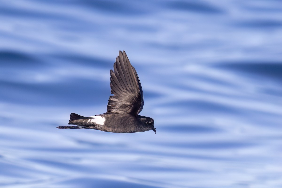 Wilson's Storm-Petrel (Wilson's) - ML655861896