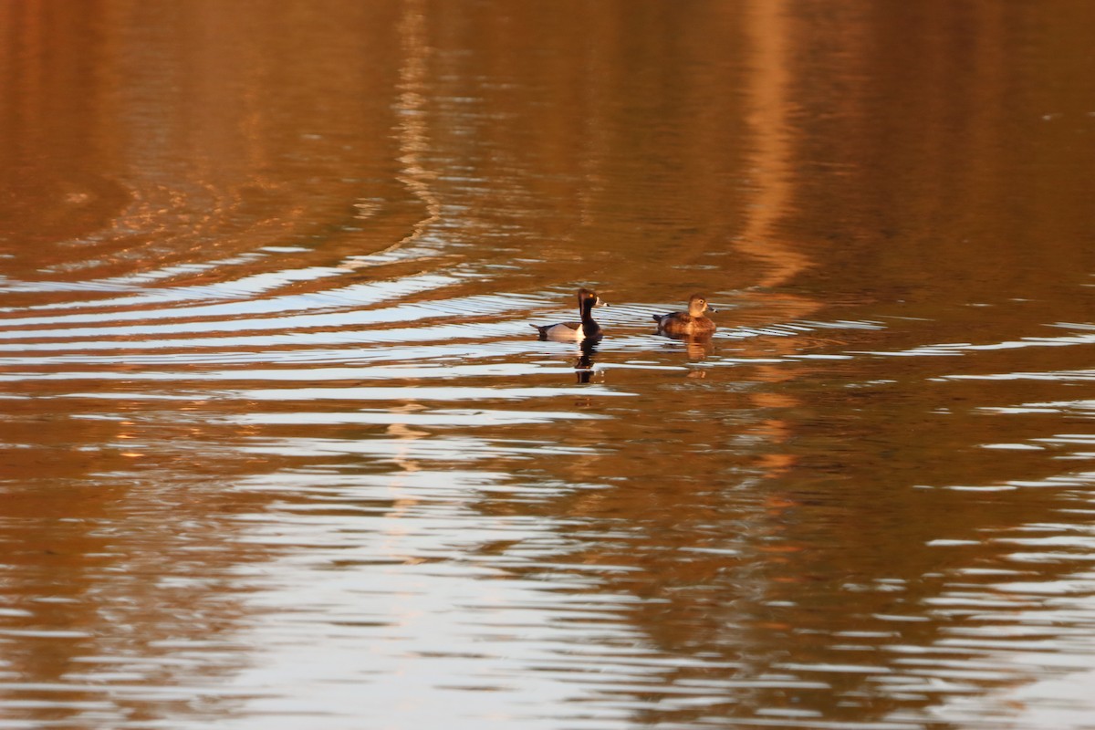 Ring-necked Duck - ML655861904