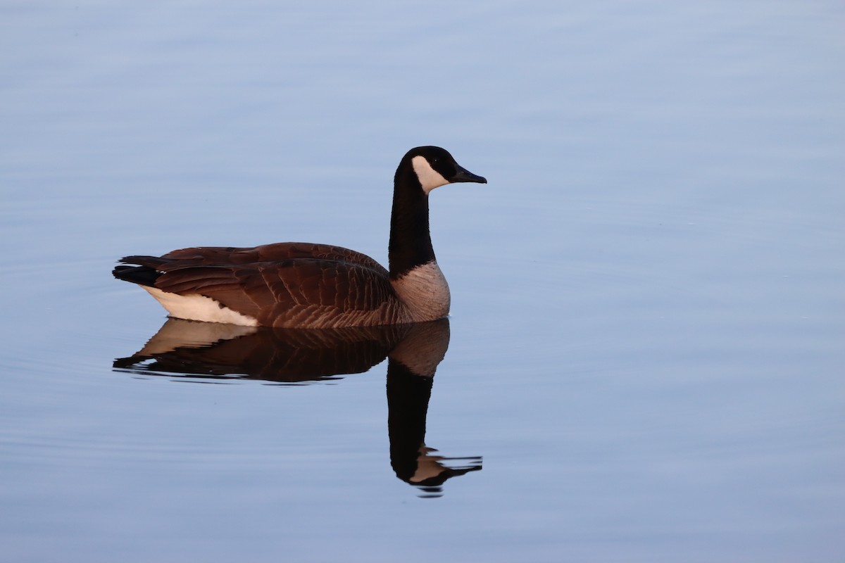 Canada Goose - ML655861909