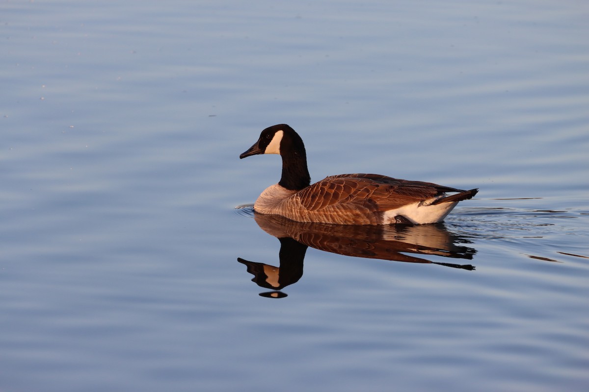 Canada Goose - ML655861910