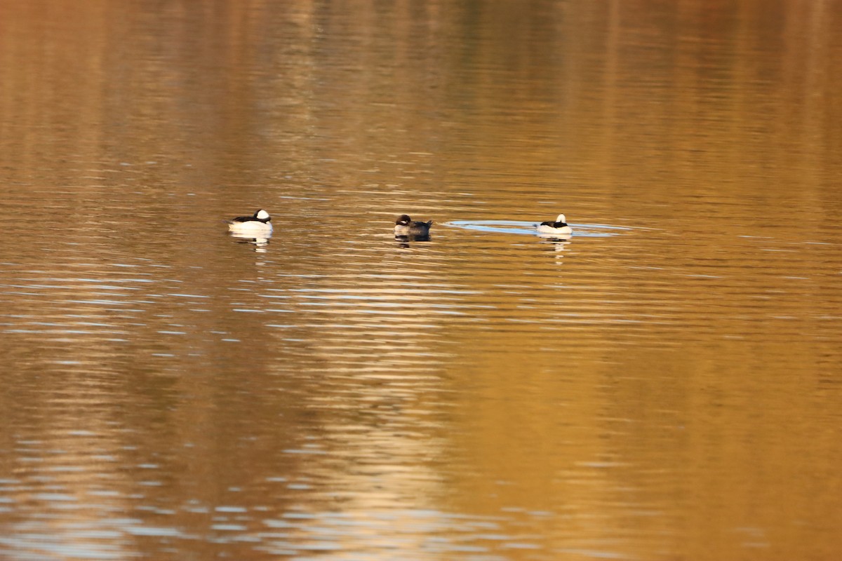 Bufflehead - ML655861913