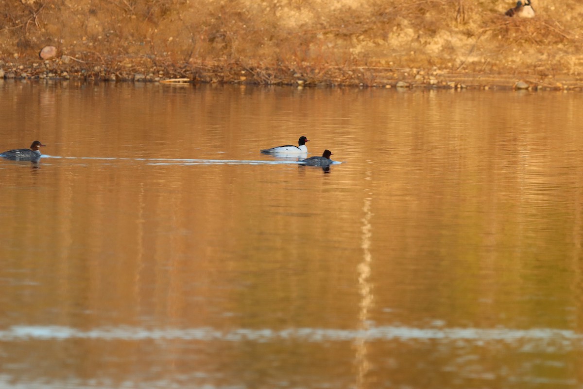 Common Merganser - ML655861918