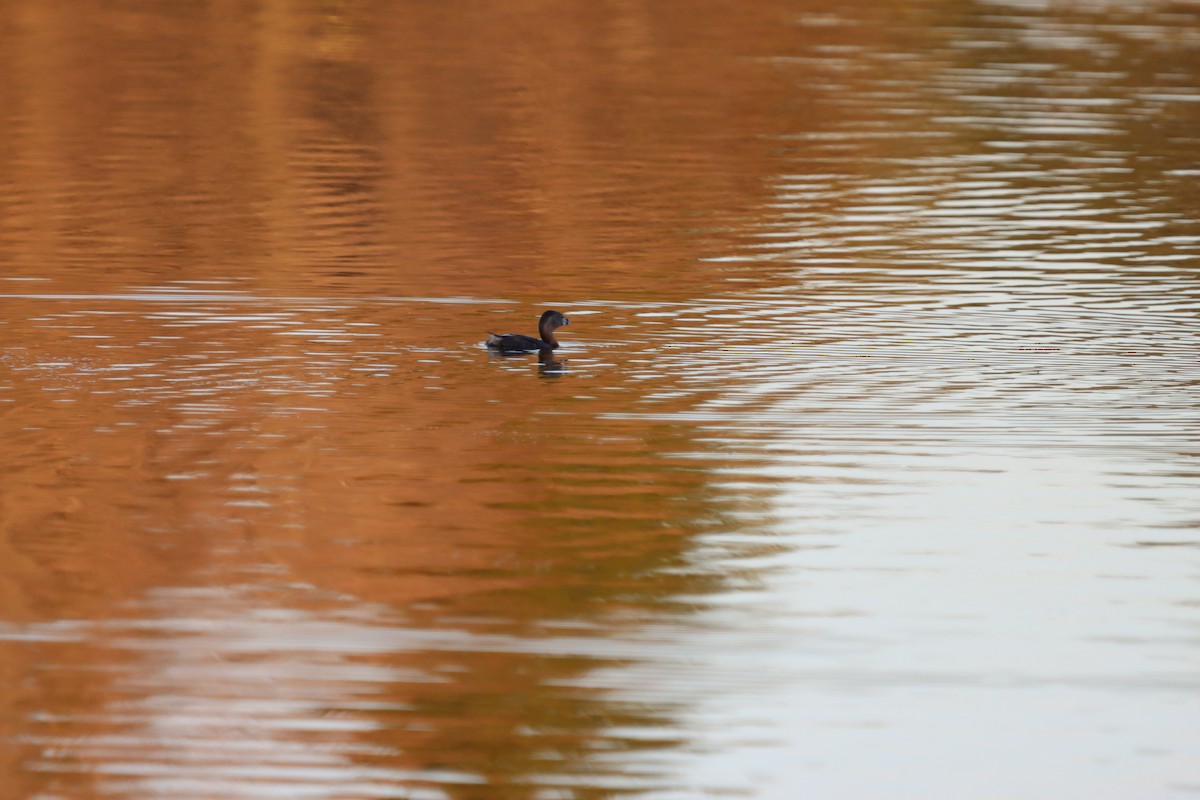 Pied-billed Grebe - ML655861924
