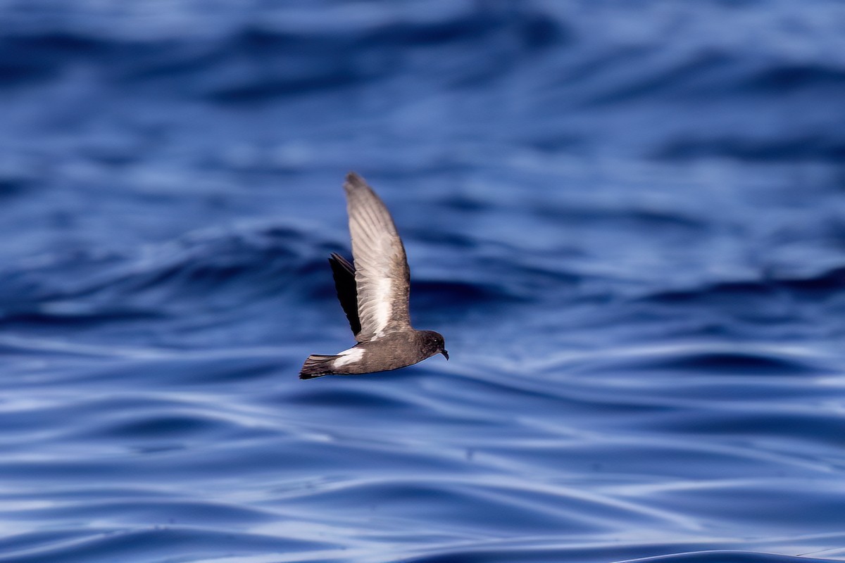 European Storm-Petrel (British) - ML655861933