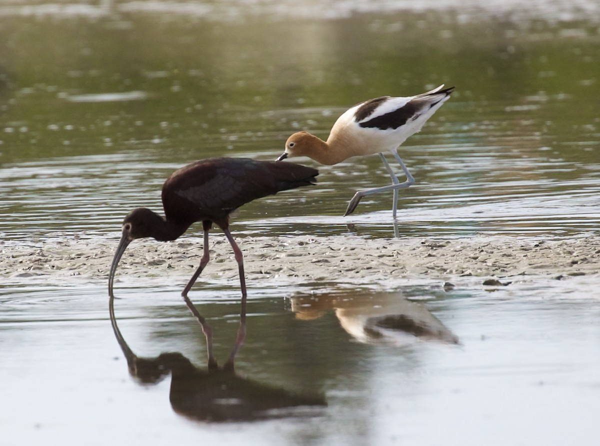 Avocette d'Amérique - ML655861943