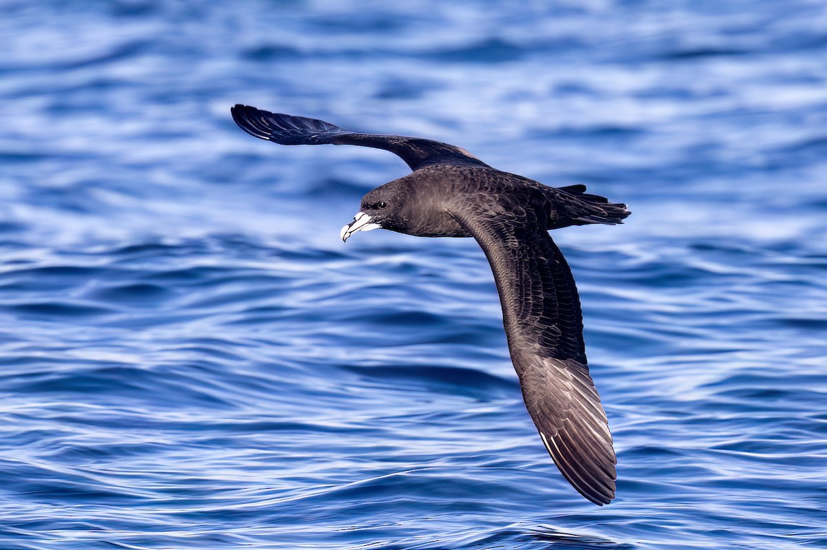 White-chinned Petrel - ML655861949