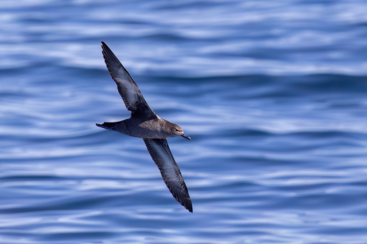 Sooty Shearwater - ML655862061