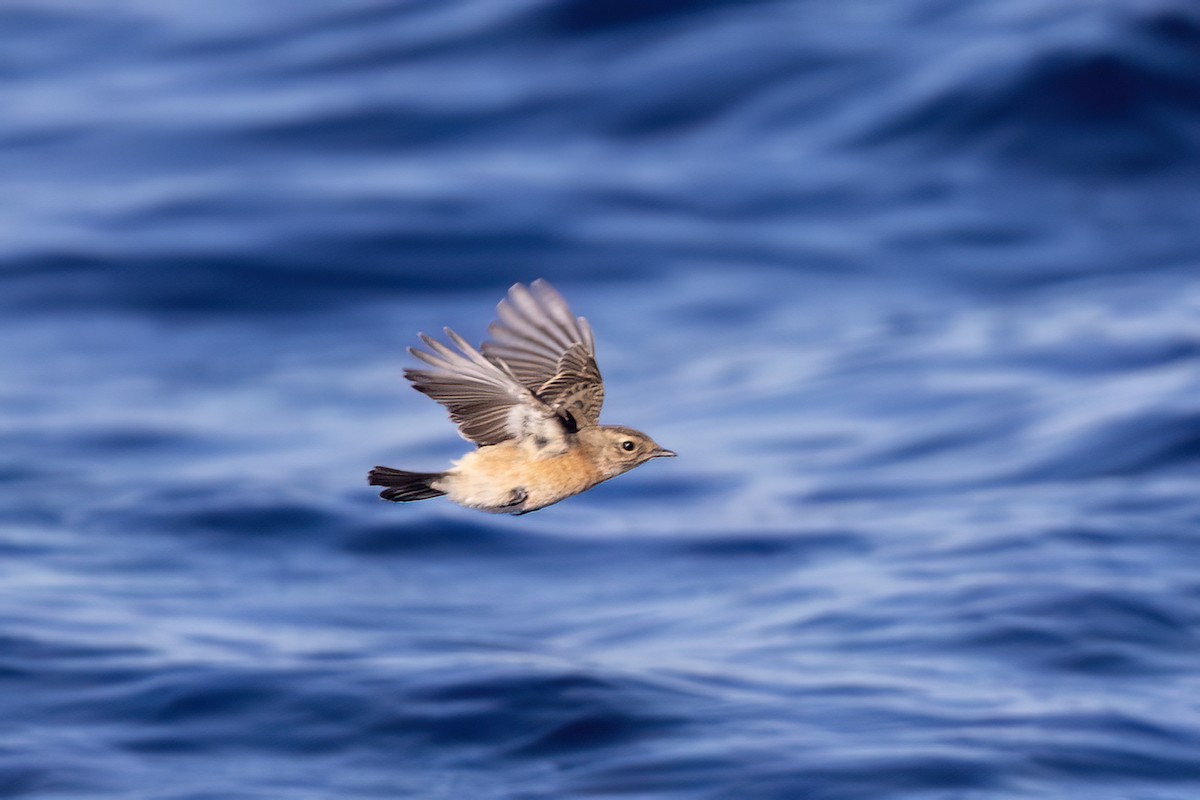 African Stonechat (African) - ML655862193