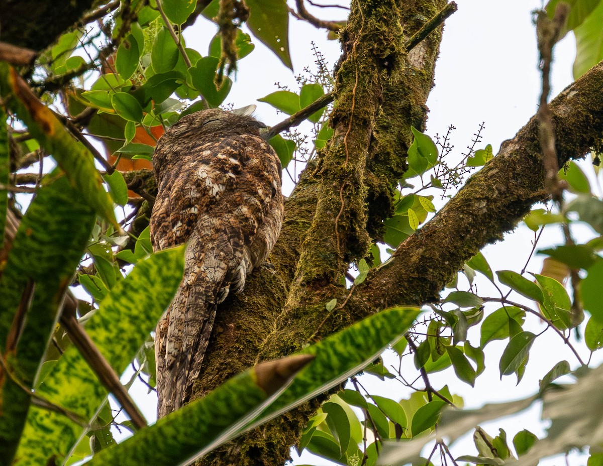 Great Potoo - ML655862916