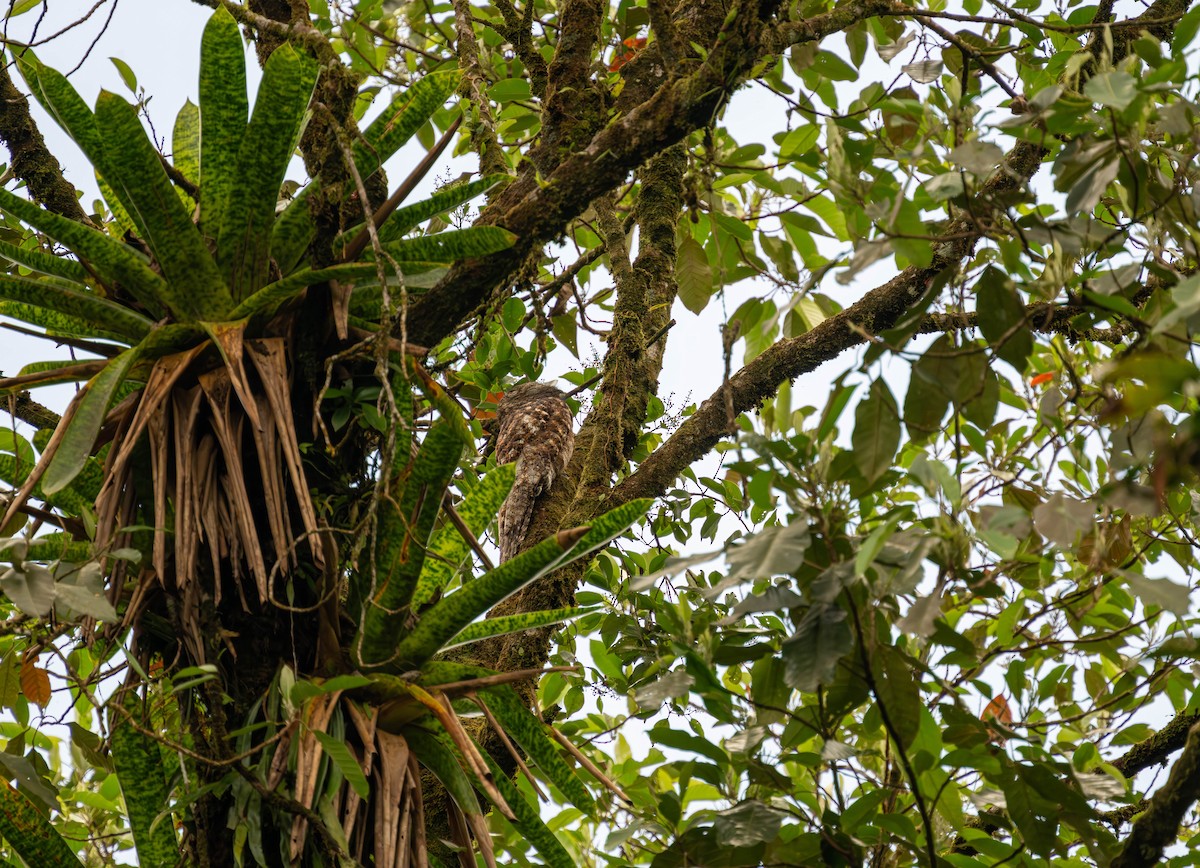 Great Potoo - ML655862918