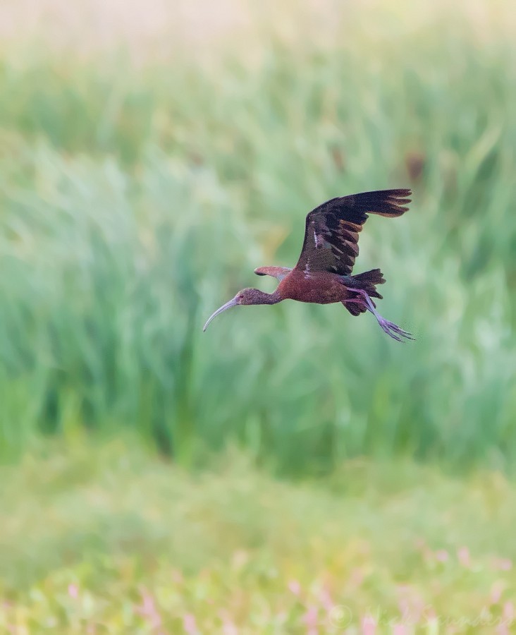 White-faced Ibis - ML65586601