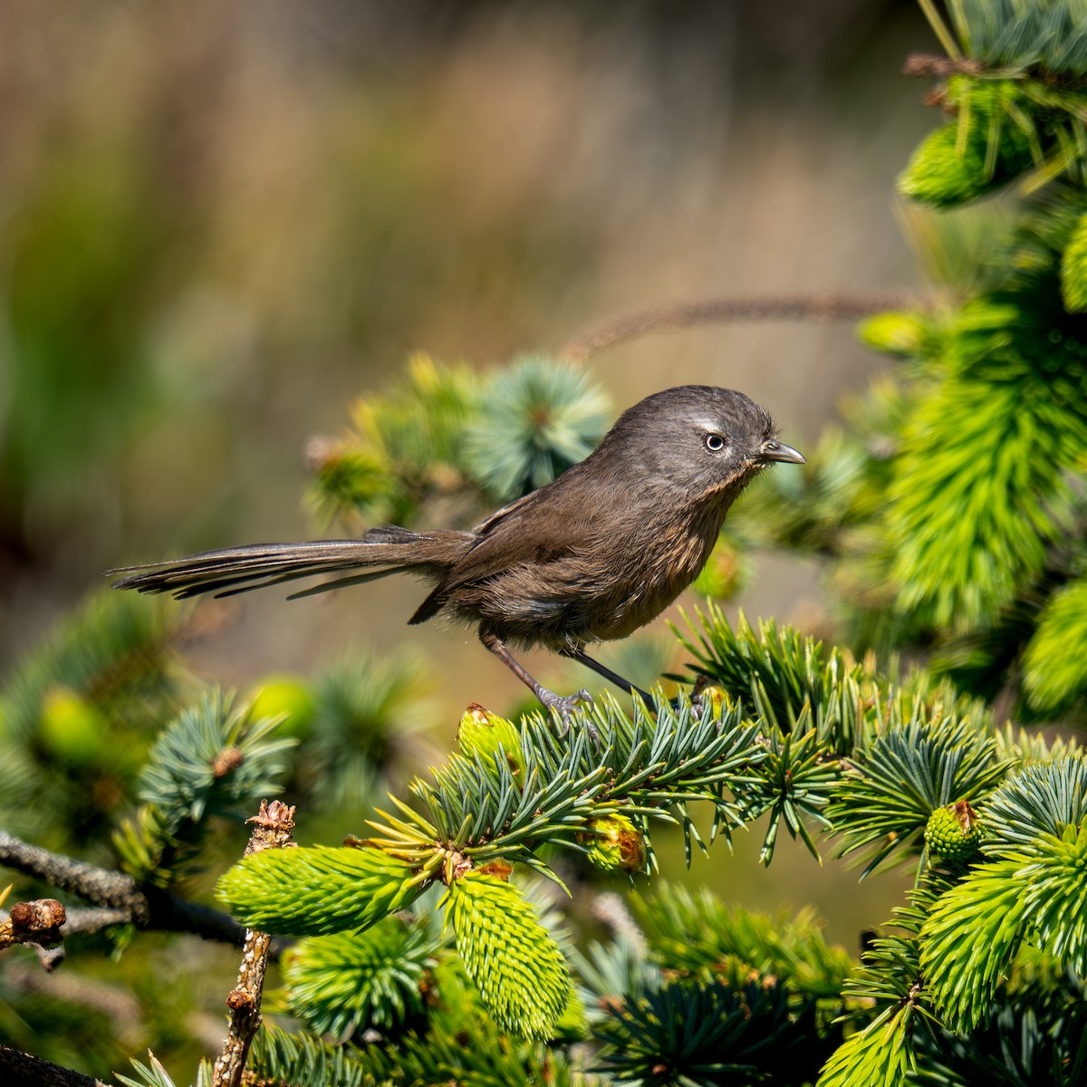 Wrentit - ML655866111