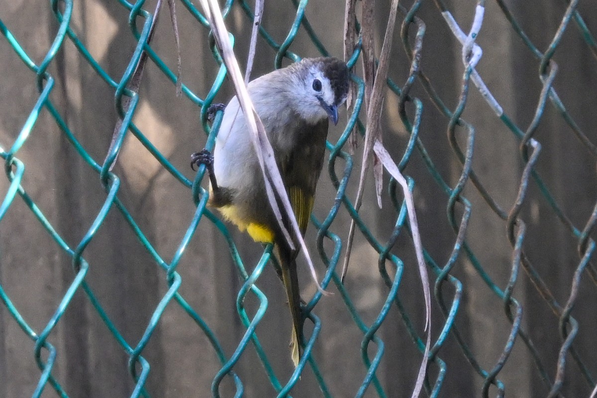 Pale-faced Bulbul - ML655867370