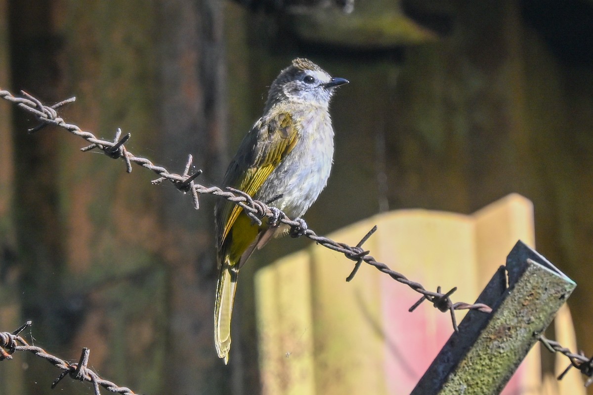 Pale-faced Bulbul - ML655867371