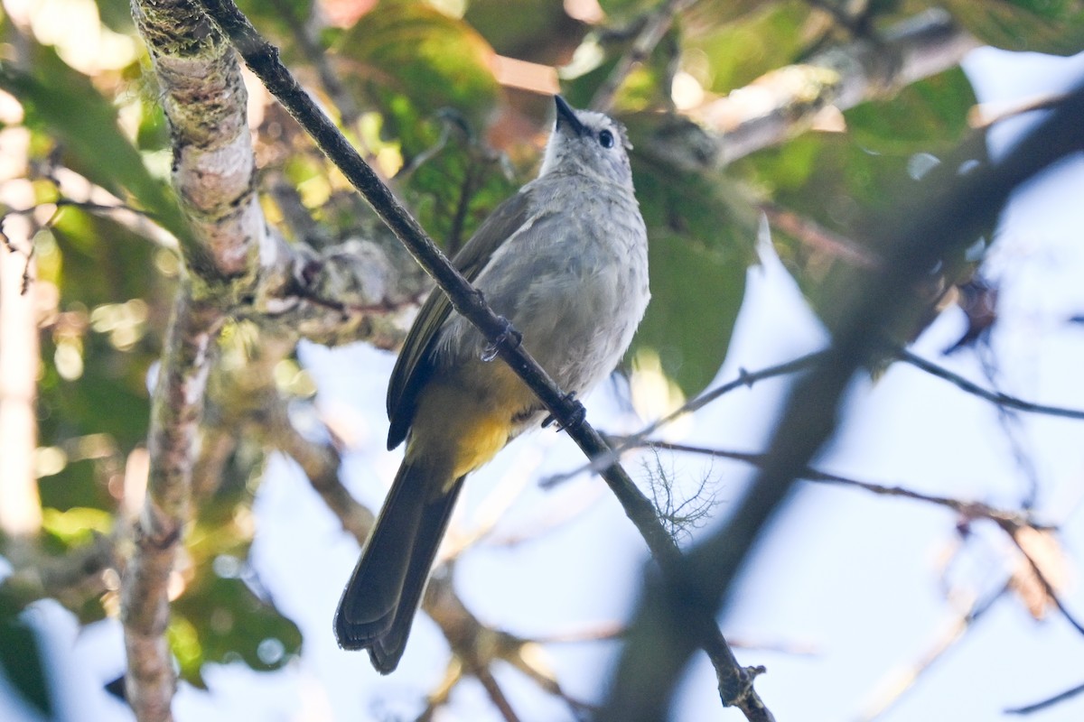 Pale-faced Bulbul - ML655867372