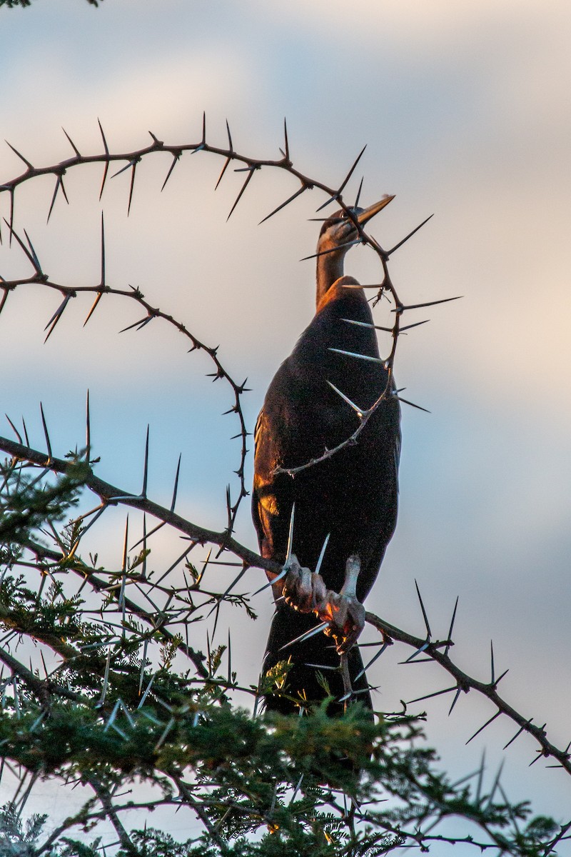 African Darter - ML655869149