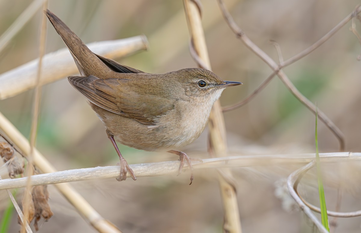 Savi's Warbler - ML655869656