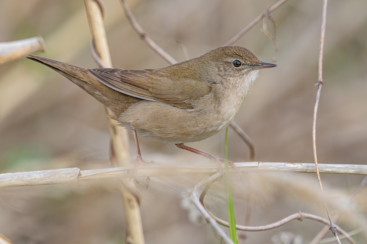 Savi's Warbler - ML655869717