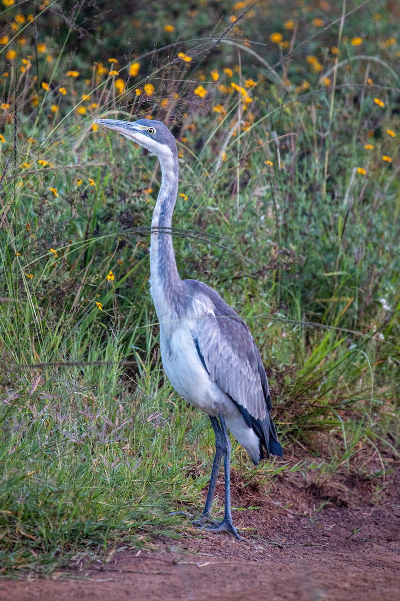 Black-headed Heron - ML655869737