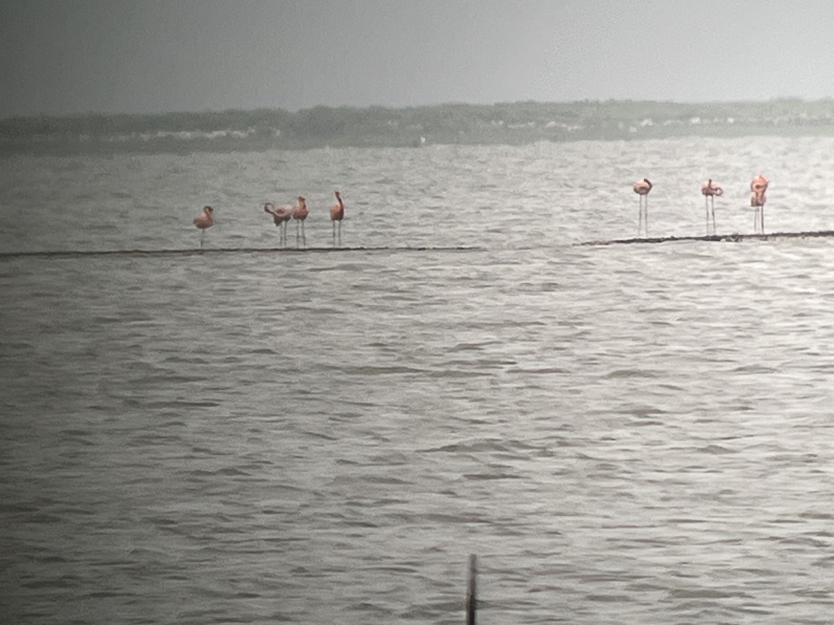 American Flamingo - ML655871572
